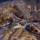 Frosch im Swingerclub der Kröten...