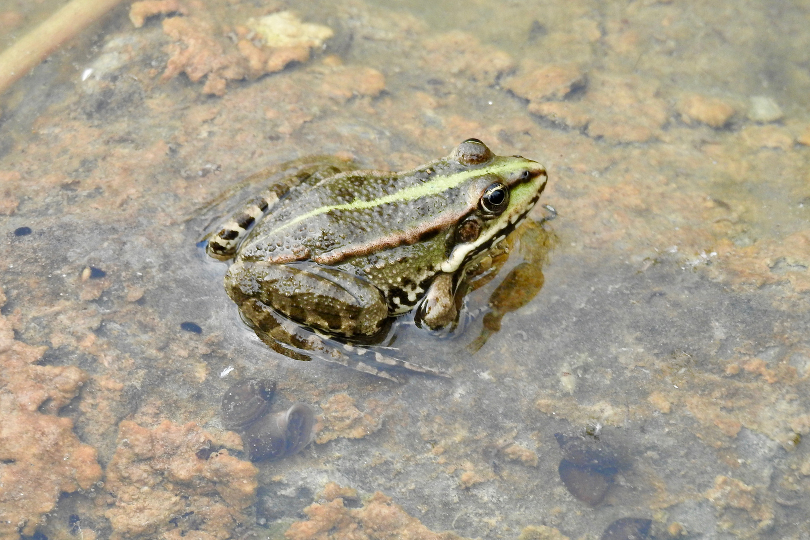 Frosch im Teich..