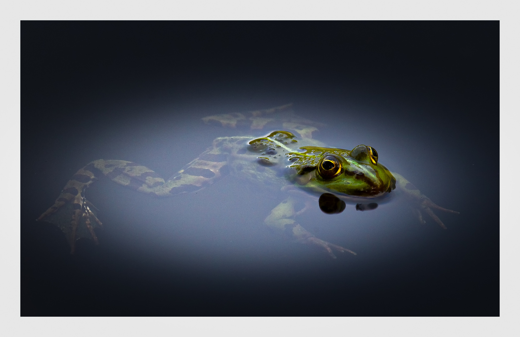 Frosch im Teich