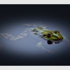 Frosch im Teich