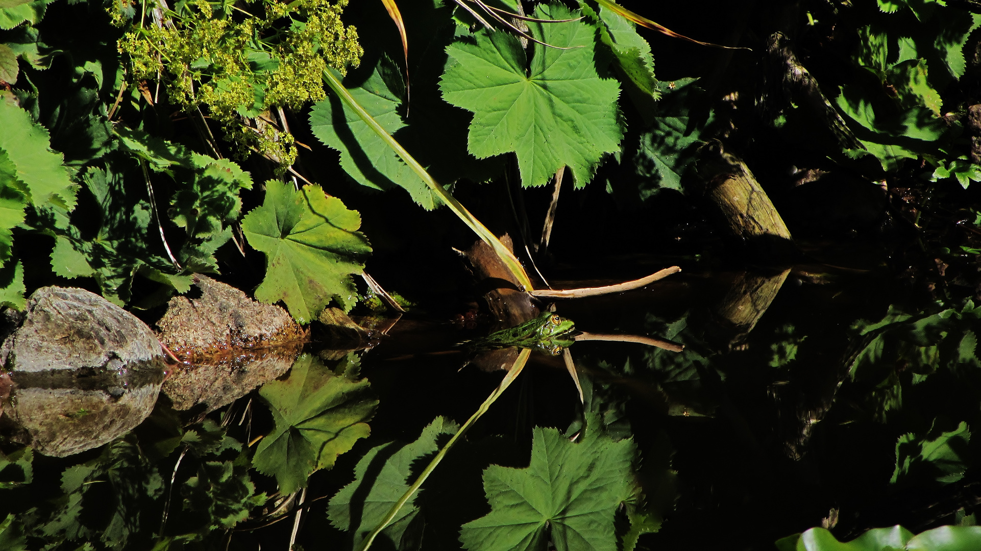 Frosch im Teich