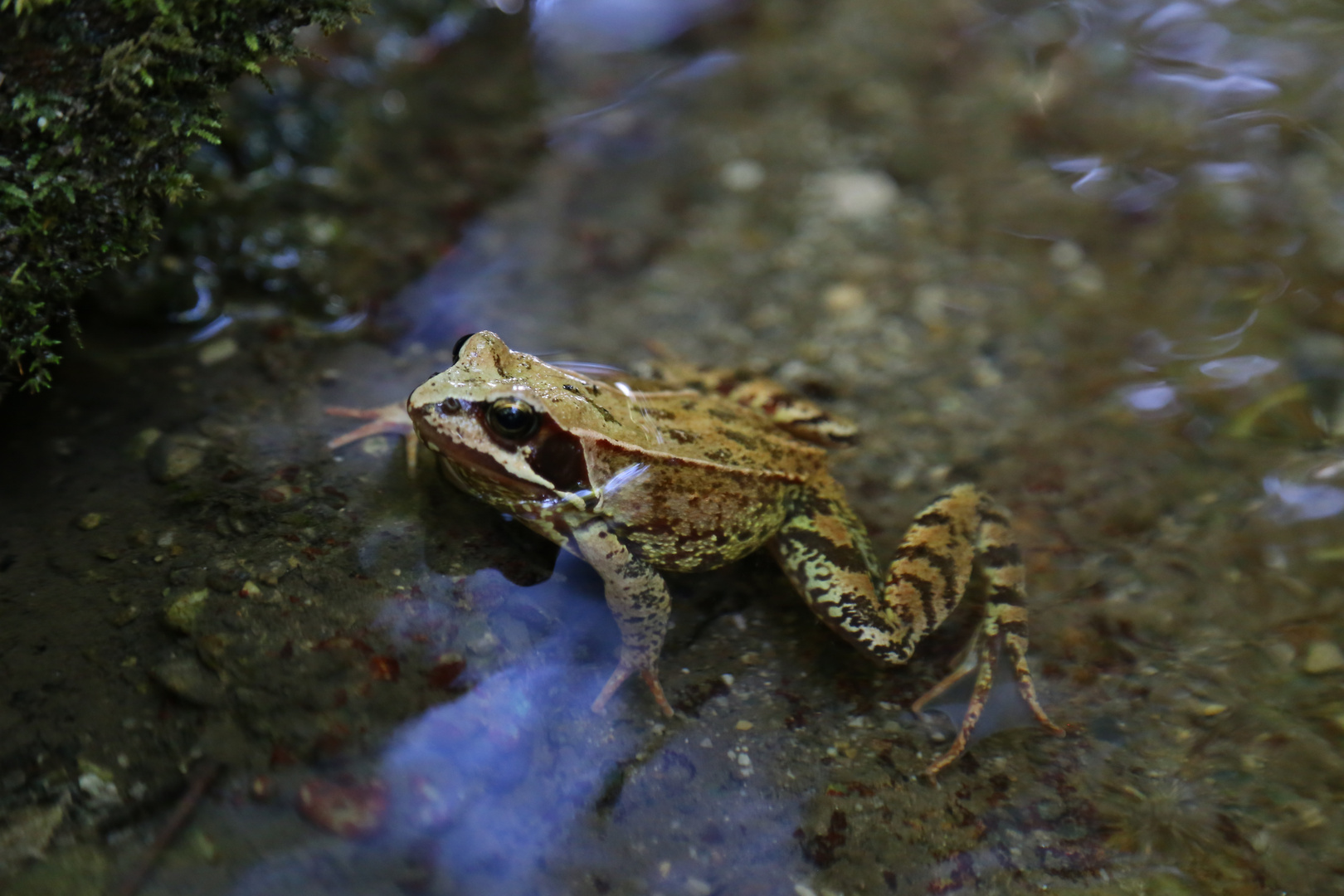 Frosch im Teich