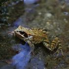 Frosch im Teich