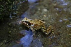 Frosch im Teich