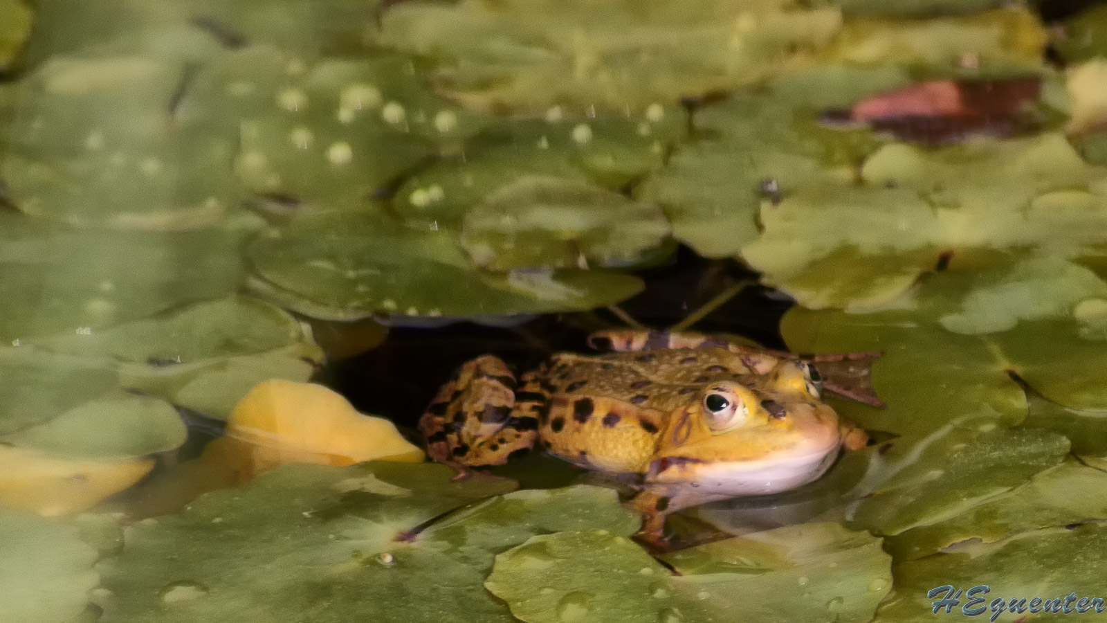 Frosch im Teich