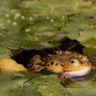 Frosch im Teich