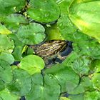 frosch im teich