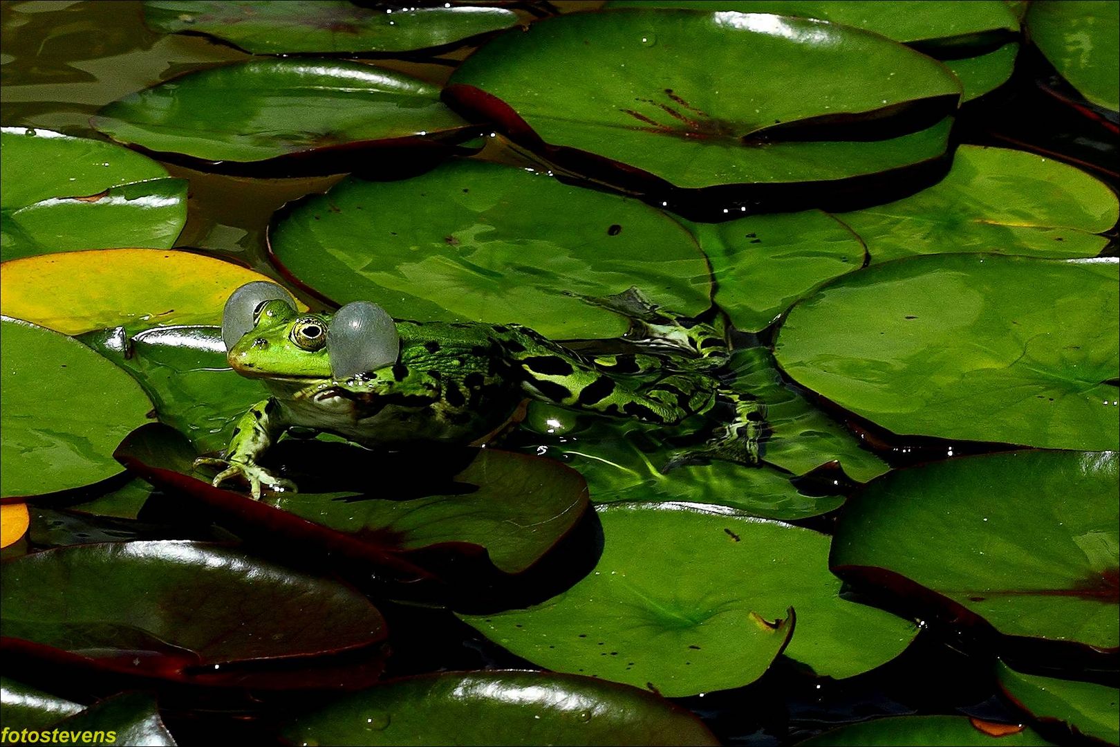 Frosch im Teich