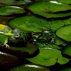 Frosch im Teich