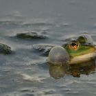 Frosch im Teich 2