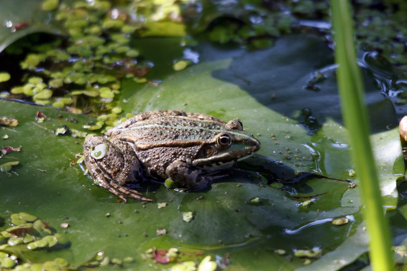 frosch bilder frosch bilder
