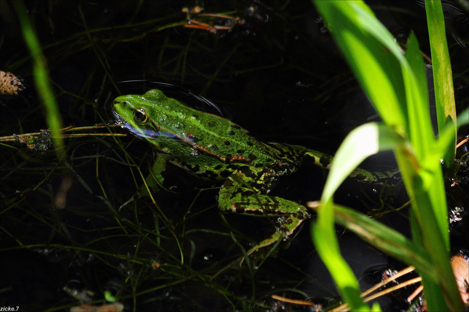 Frosch im Teich