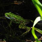 Frosch im Teich