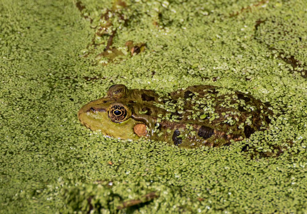 Frosch im Teich