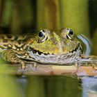 Frosch im Teich