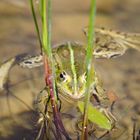 frosch im teich