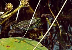 Frosch im Teich :)