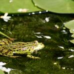 Frosch im Teich