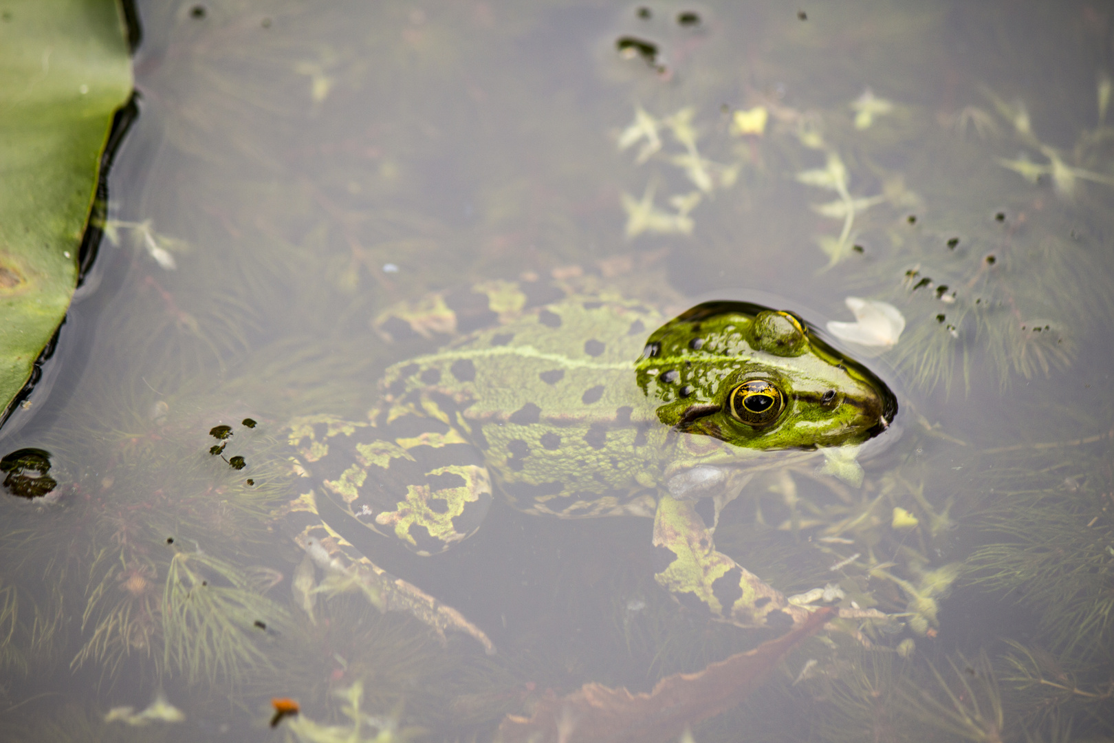 Frosch im Teich