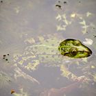 Frosch im Teich