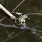 Frosch im Teich