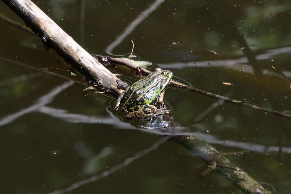 Frosch im Teich