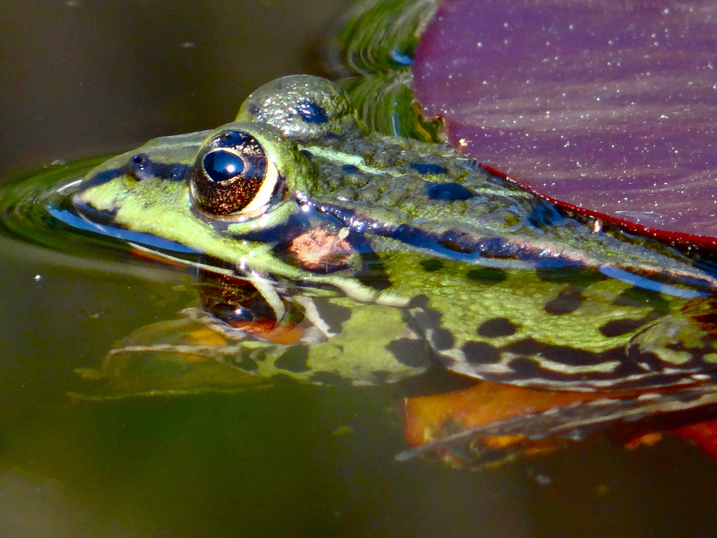 Frosch im Teich