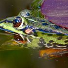 Frosch im Teich