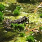 Frosch im Teich