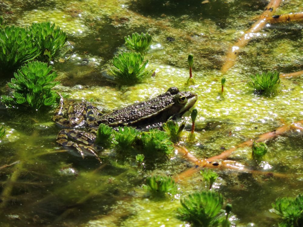 Frosch im Teich Foto & Bild natur, pflanzen, pilze & flechten