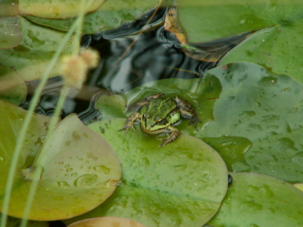 Frosch im Teich