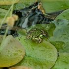 Frosch im Teich