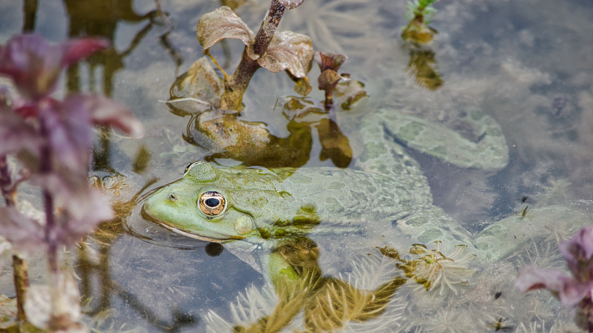 Frosch im Teich