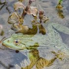 Frosch im Teich