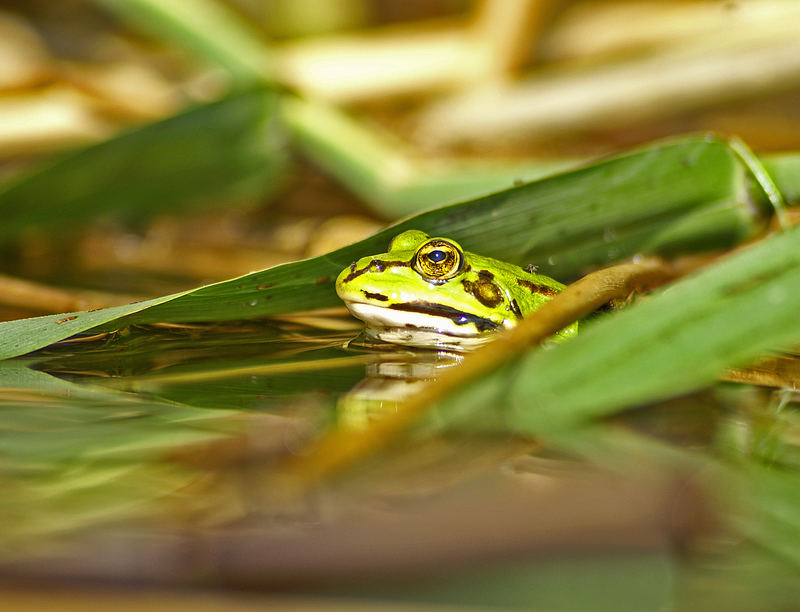 Frosch im Teich