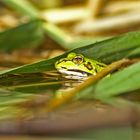 Frosch im Teich