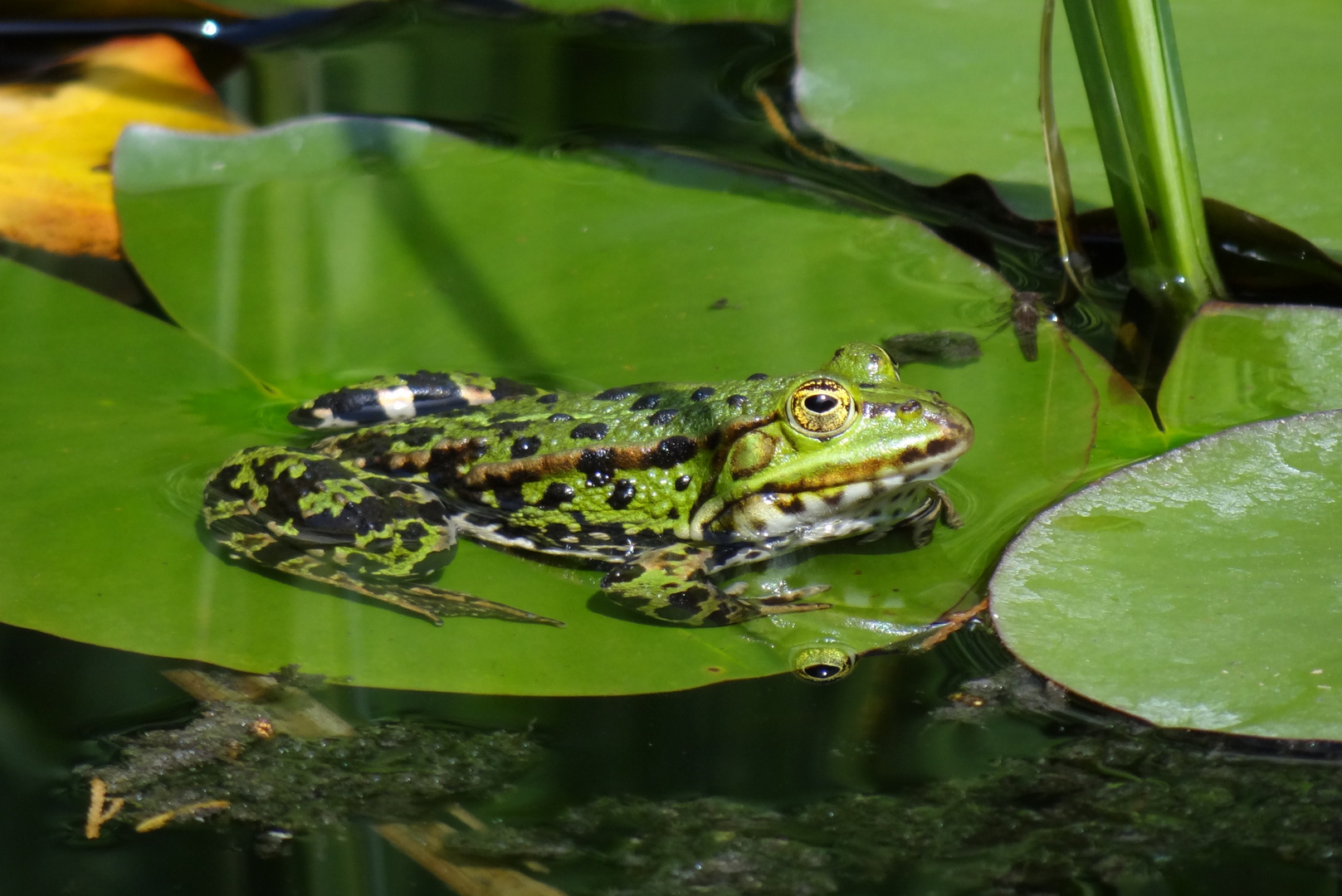 Frosch im Teich