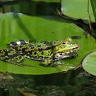 Frosch im Teich