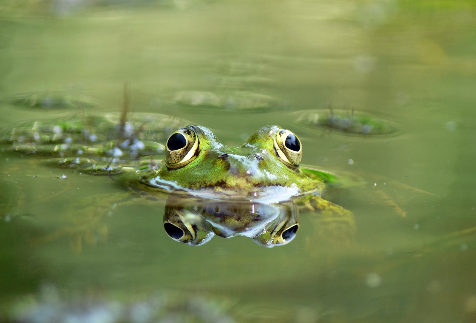 Frosch im Teich