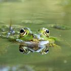 Frosch im Teich