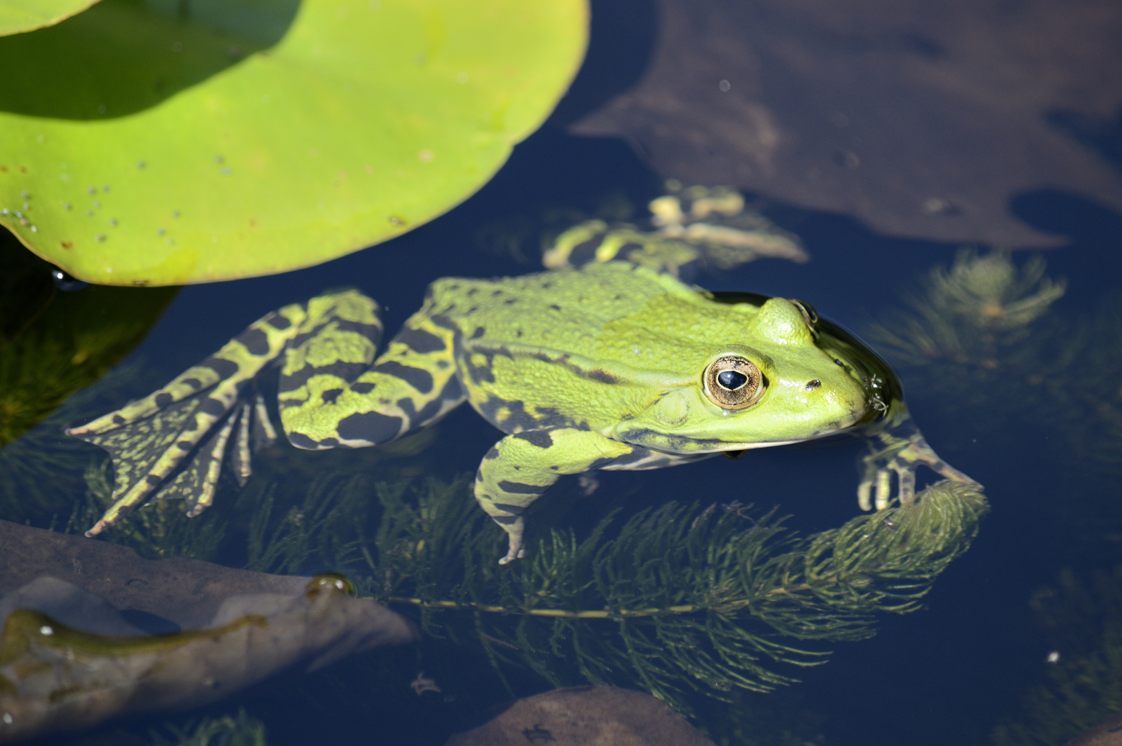 Frosch im Teich Foto & Bild tiere, wildlife, amphibien