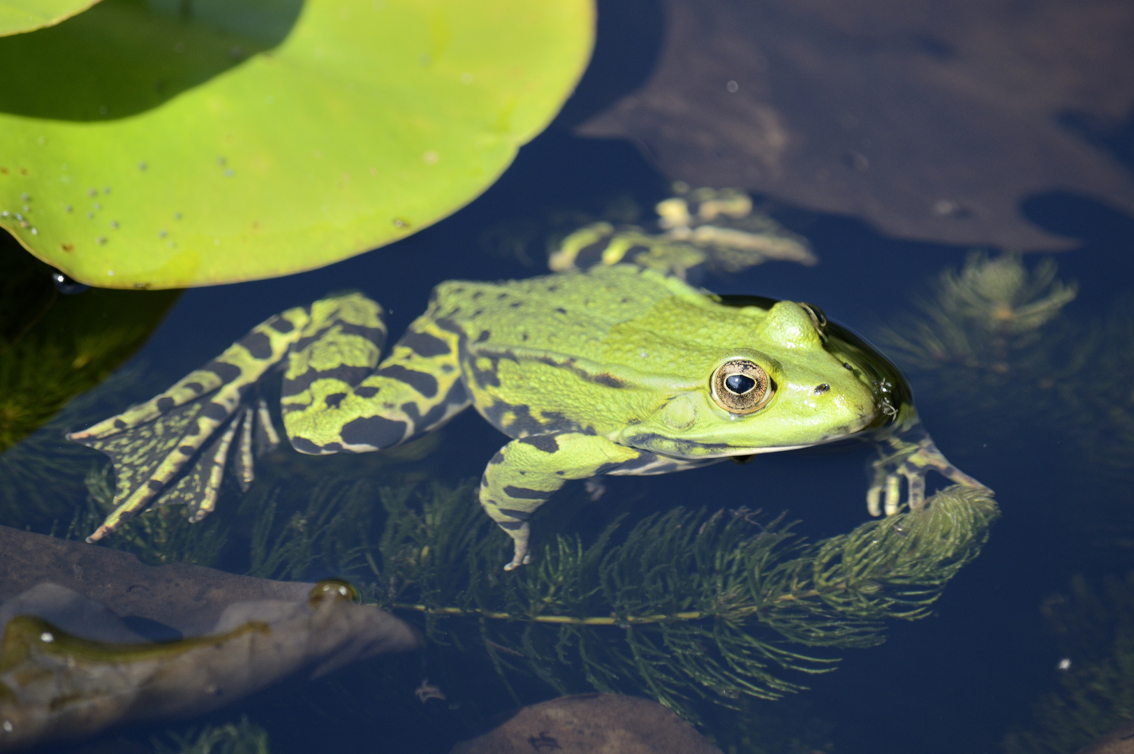 Frosch im Teich