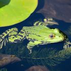 Frosch im Teich