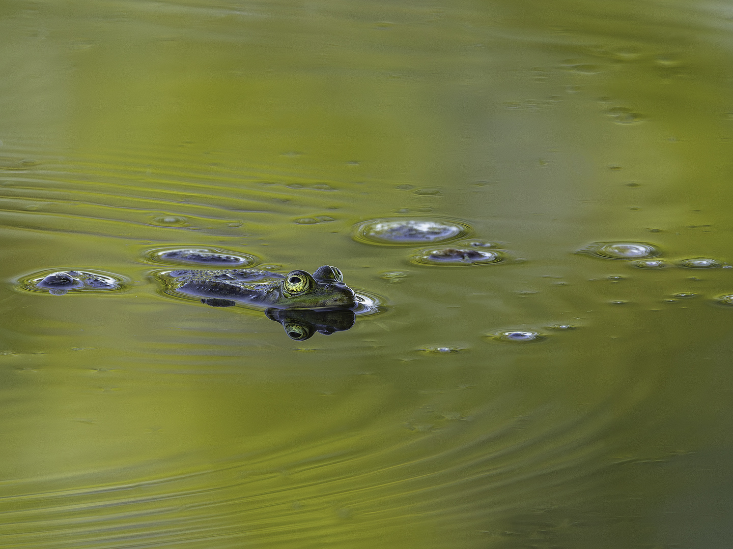 Frosch im Teich