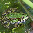 Frosch im Teich