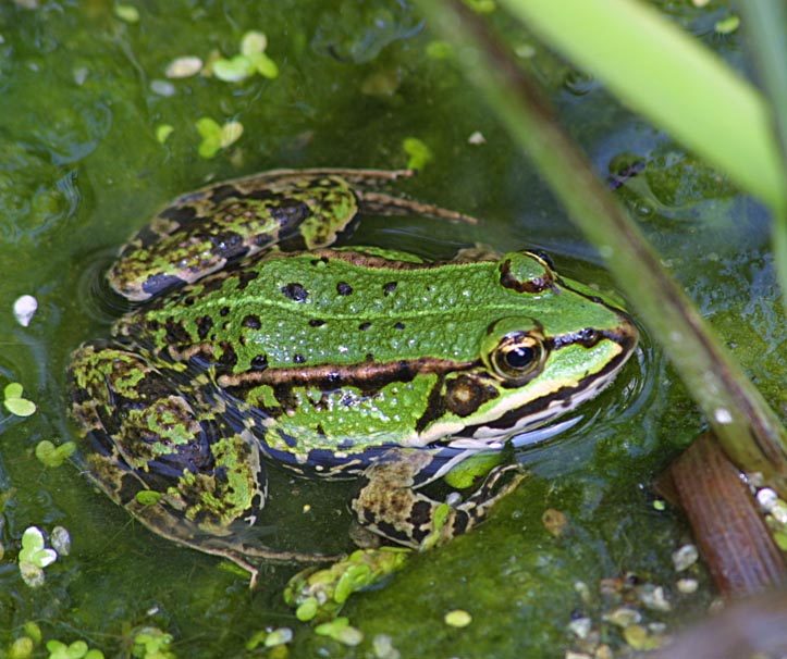 Frosch im Teich Foto & Bild tiere, natur Bilder auf