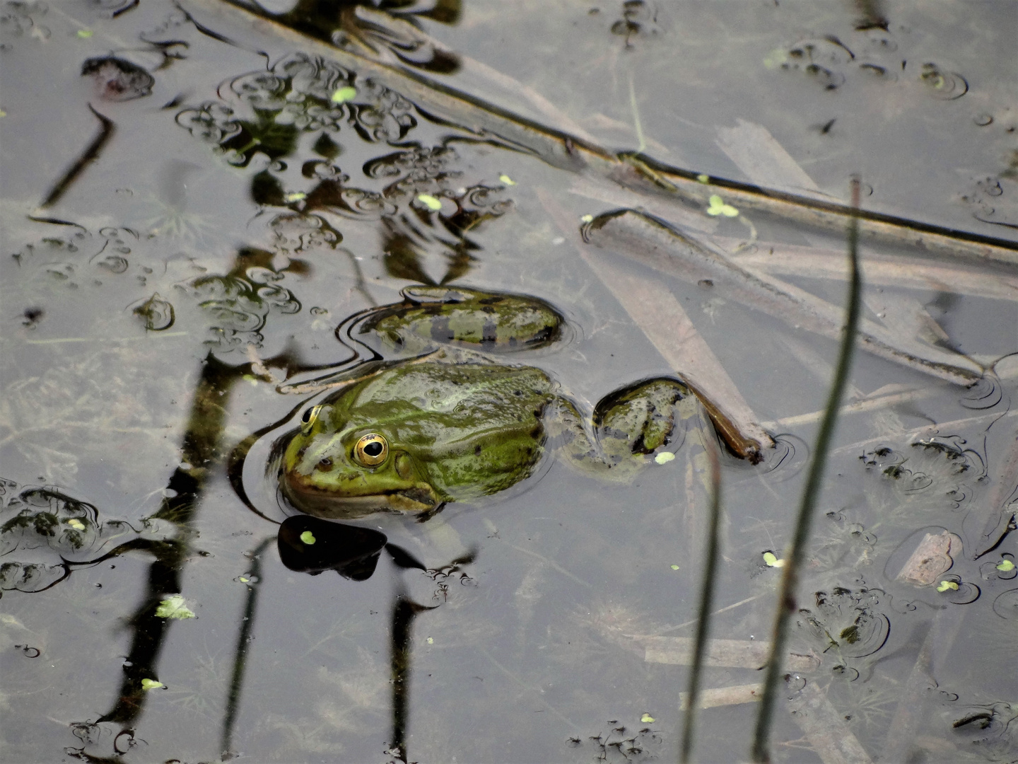 Frosch im Teich Foto & Bild tiere, wildlife, amphibien & reptilien