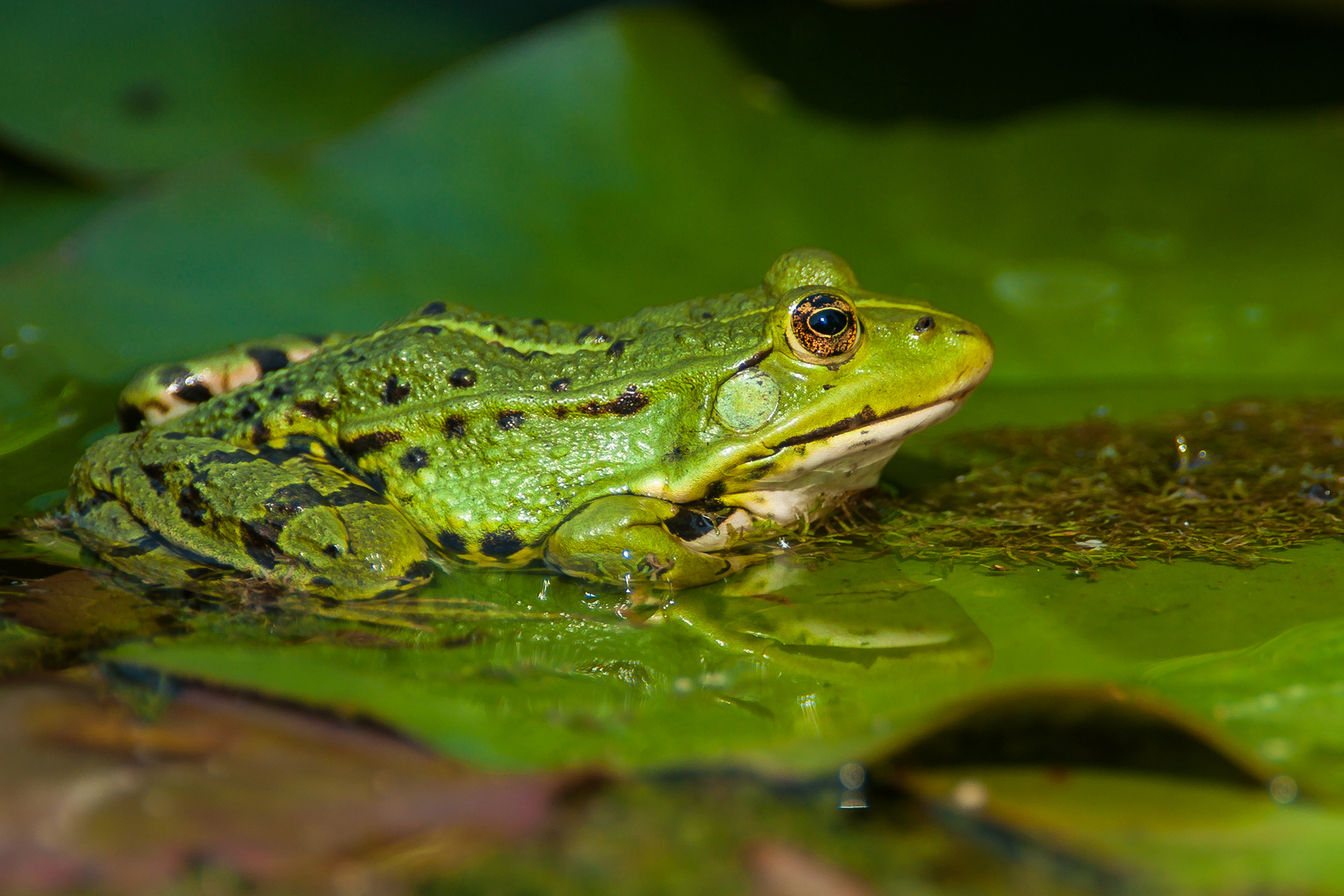 Frosch im Teich