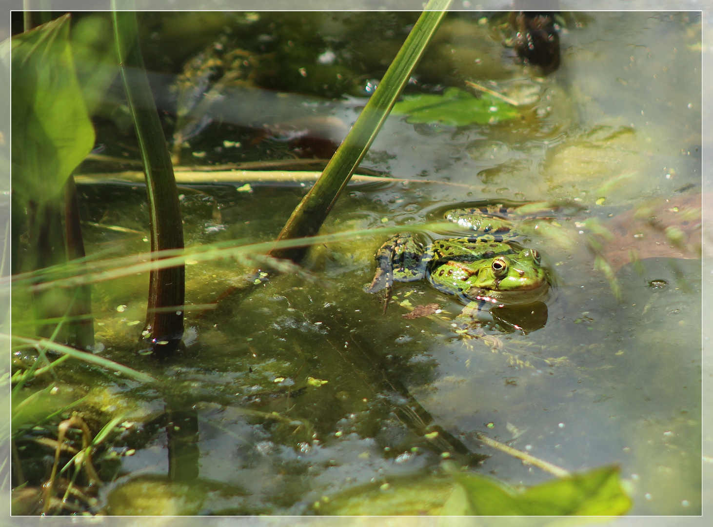 Frosch im Teich Foto & Bild tiere, wildlife, amphibien & reptilien