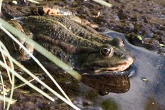 Frosch im Teich